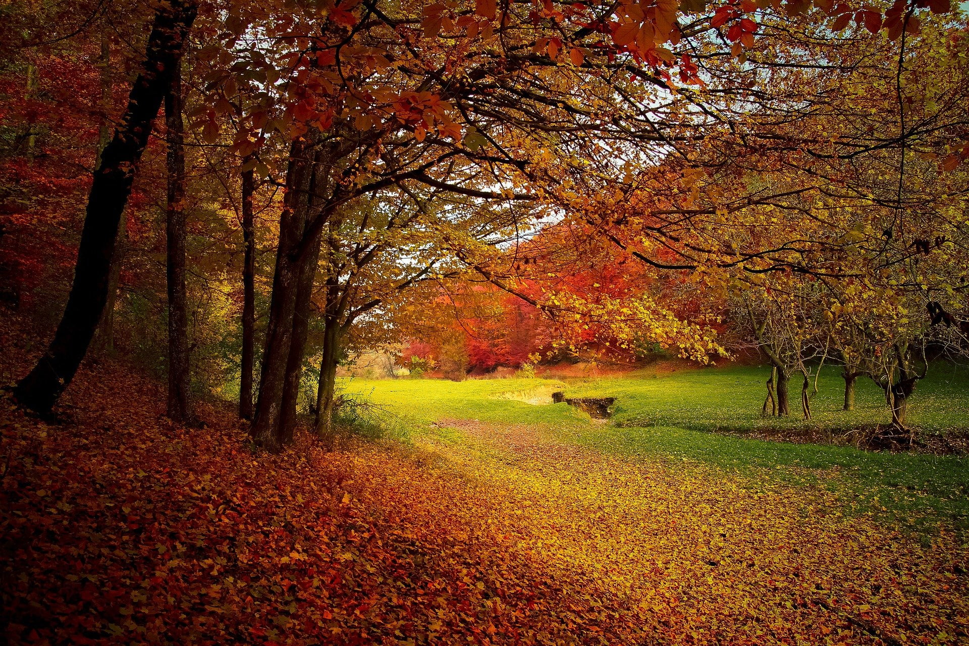 nature automnale