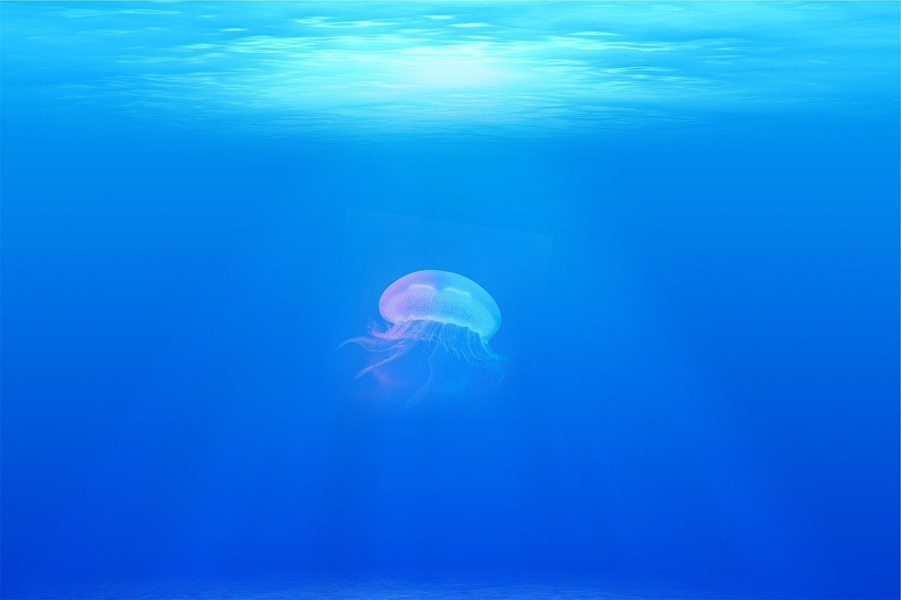 sons de l'ocean