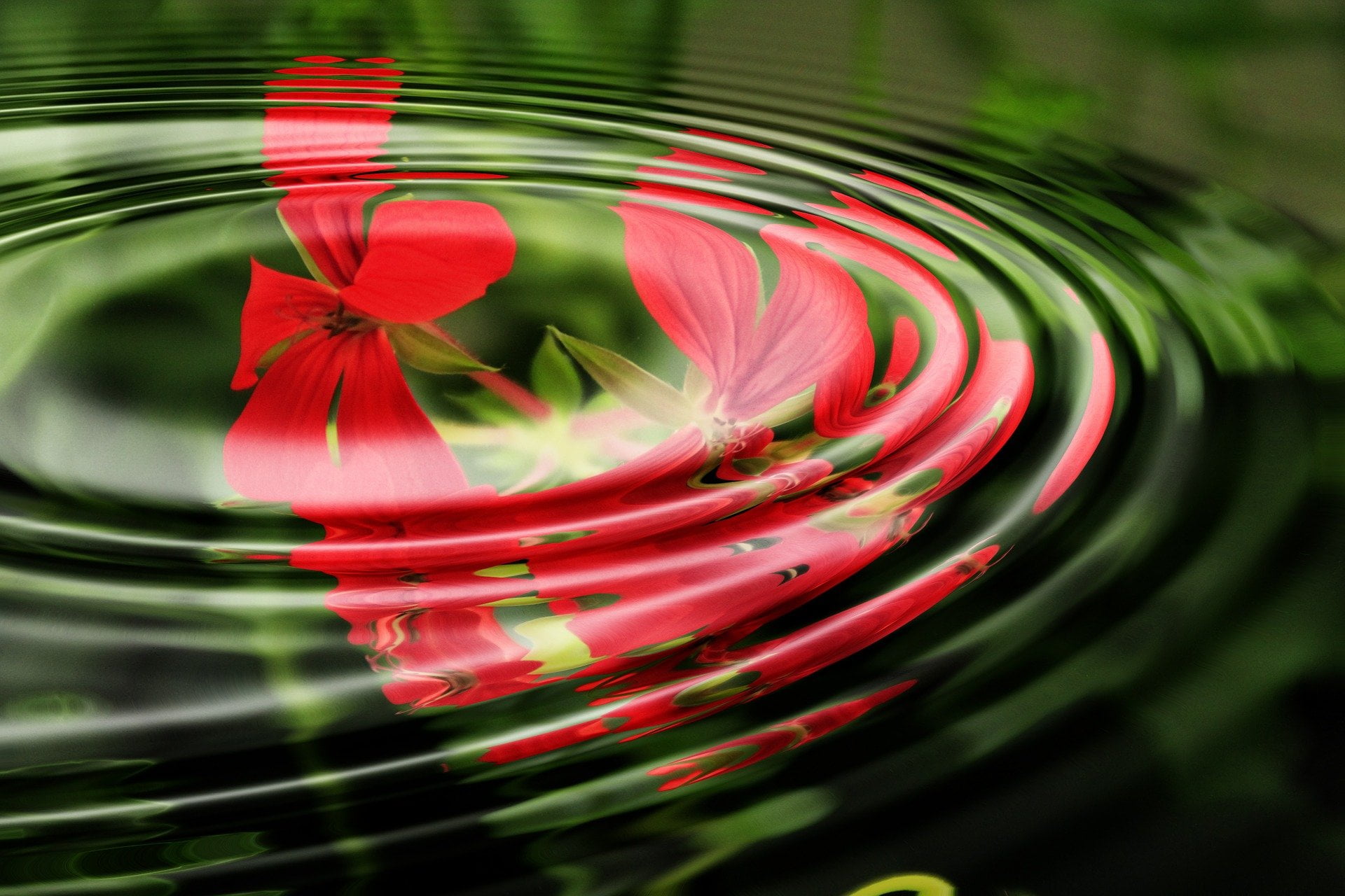 zen wave