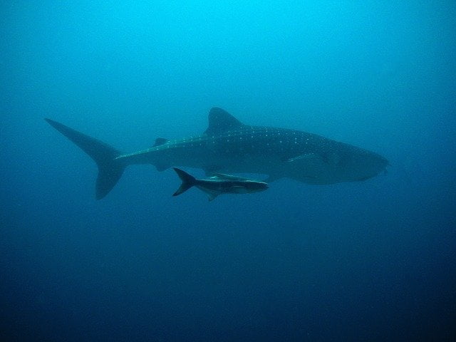 une baleine et un requin dans le bleu profond de l’océan