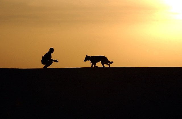 pouvoirs inexpliqués des animaux