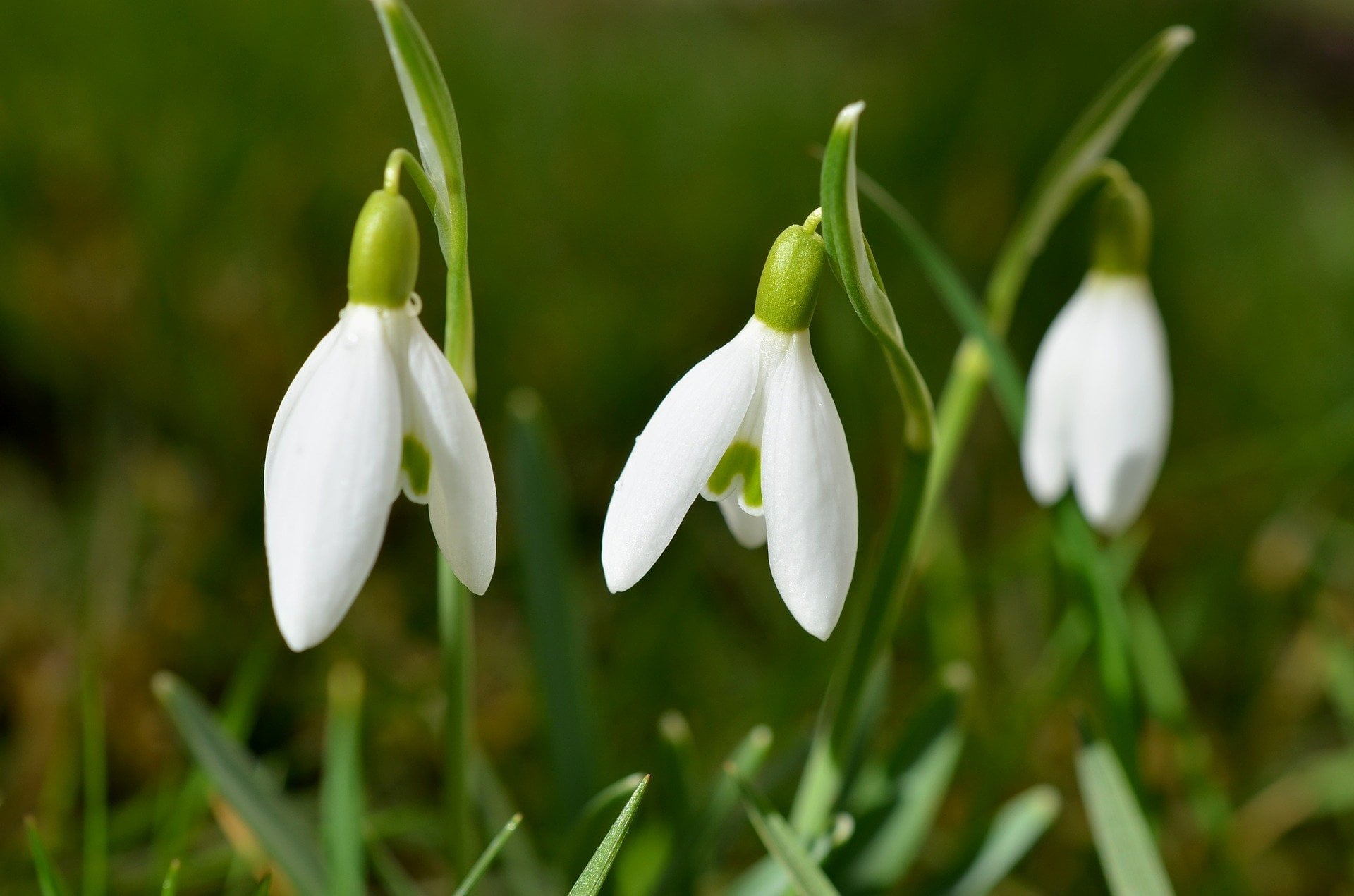 printemps